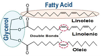 Triglyceride with Unsaturated Fatty Acids