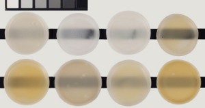 Various matte acrylic gel mediums approximately 1/4 inch. Top row are unexposed controls. Bottom row demonstrates color change after exposure to 400 hours UVA.